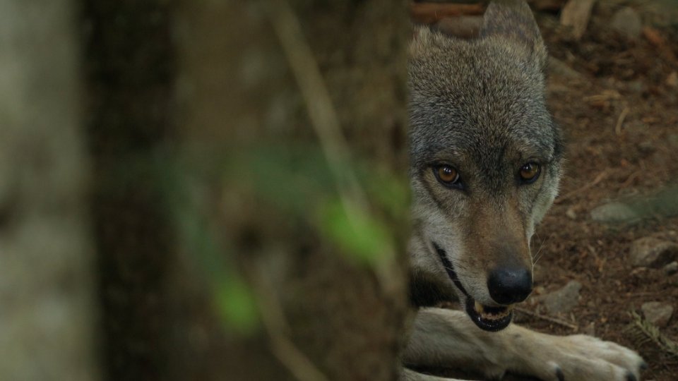 Loup, où es-tu ?